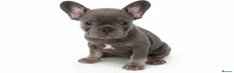 French Bulldog dogs for sale: Ready Now french bulldog puppies - Advert 21