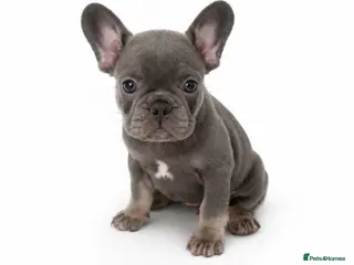 French Bulldog dogs Quality French Registered Bulldog Puppies - Advert 2