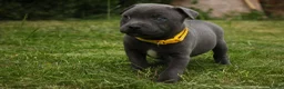 Staffordshire Bull Terrier dogs for sale: Blue KC Registered staffordshire bull terriers  - Advert 11