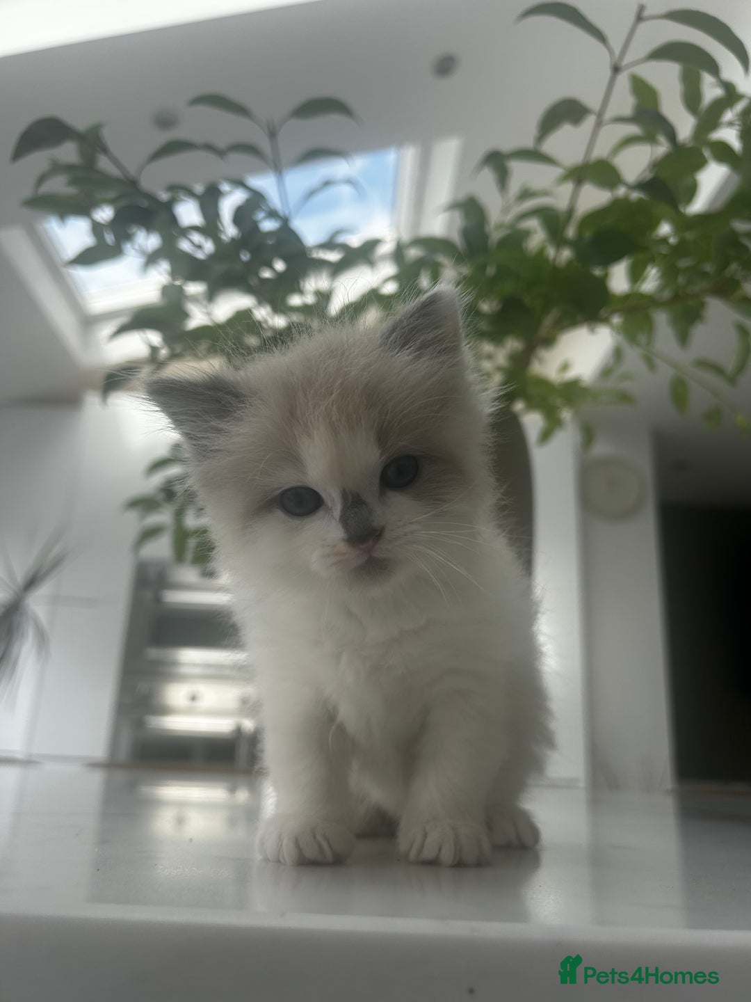 Ragdoll cats for sale: Ragdolls - Image 6