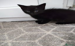 Mixed Breed cats for sale: 5 lovely kittens available  - Image 16