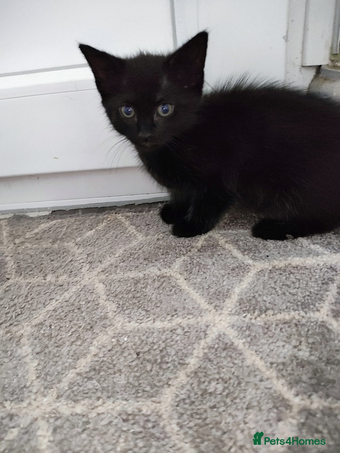 Mixed Breed cats for sale: 5 lovely kittens available  - Image 16