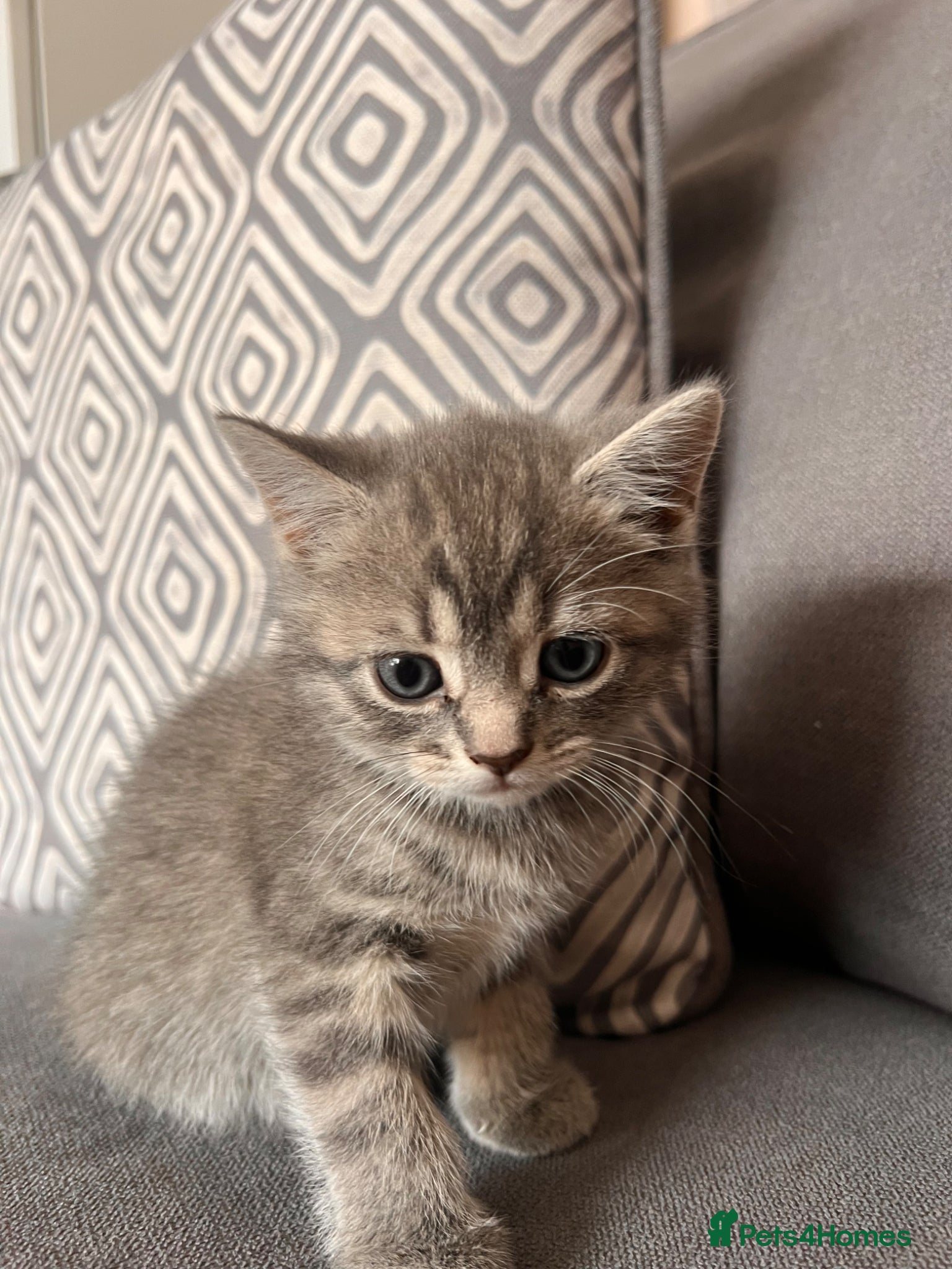 Scottish Fold cats for sale: Scottish and brittish kittens in Wigston - Advert 36
