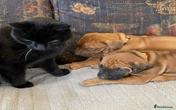 Rhodesian Ridgeback dogs for sale: KC reg Rhodesian Ridgeback puppies - Image 12