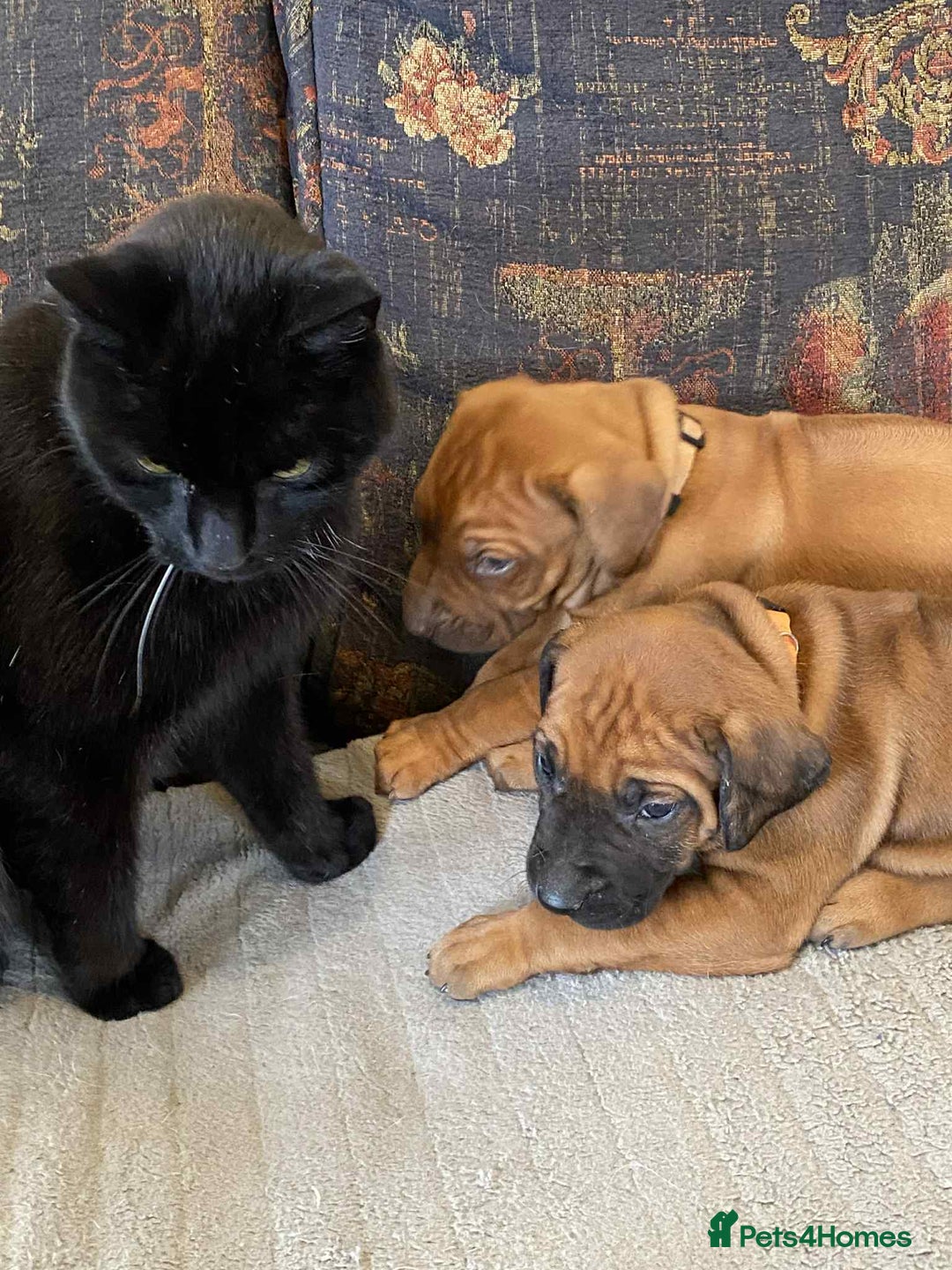 Rhodesian Ridgeback dogs for sale: KC reg Rhodesian Ridgeback puppies - Image 12