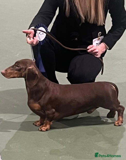 Dachshund dogs Proven CRUFTS Standard Dachshund AT STUD in Market Harborough - Advert 1