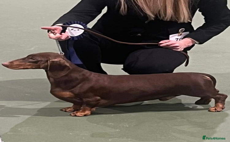 Dachshund dogs in Market Harborough - Advert 12