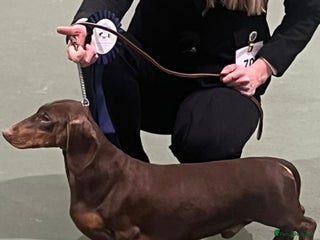 Dachshund dogs in Market Harborough - Advert 21