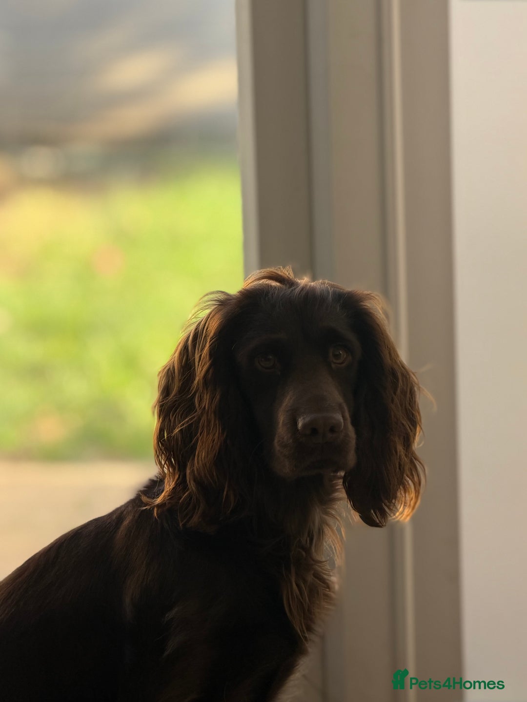 Sprocker dogs for stud: Sprocker Stud Frank  - Advert 1