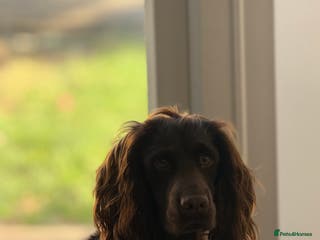 Sprocker dogs Sprocker Stud Frank - Advert 1