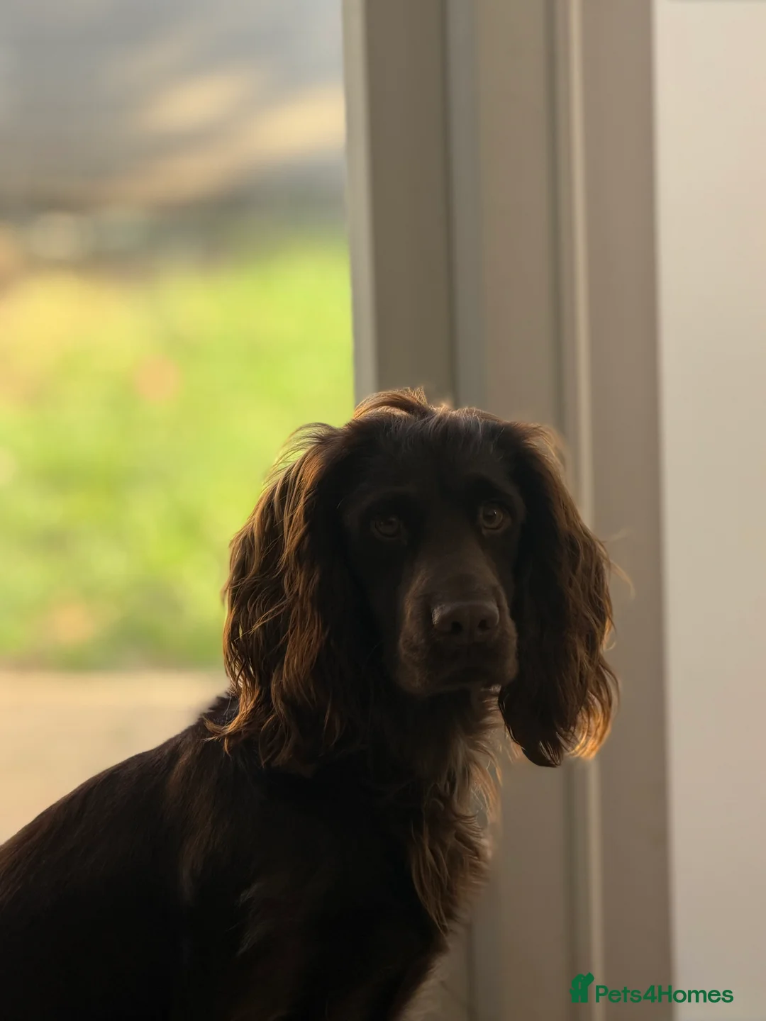 Sprocker dogs for stud: Sprocker Stud Frank  - Advert 1