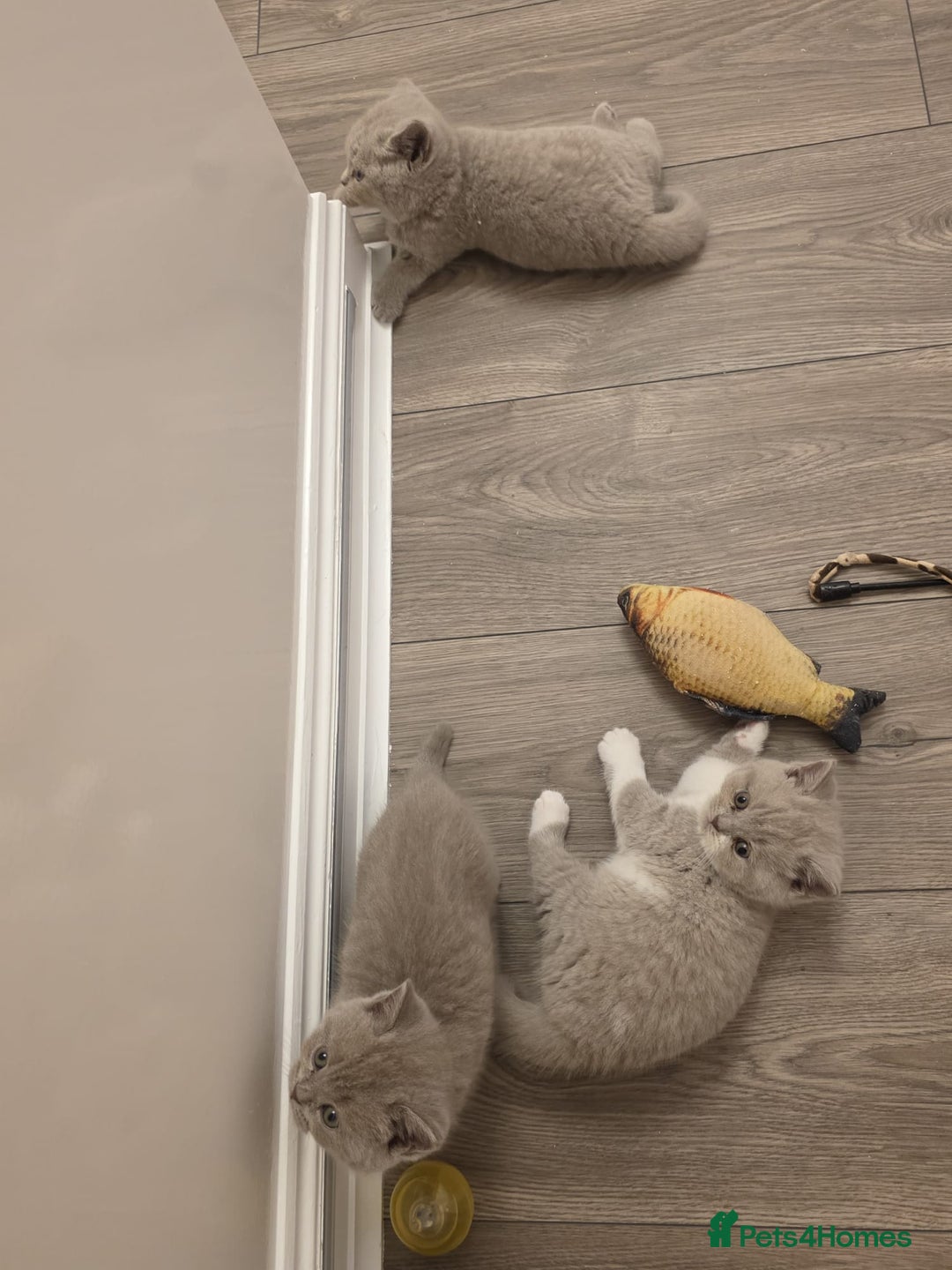 British Shorthair cats for sale: British shorthair - Advert 17