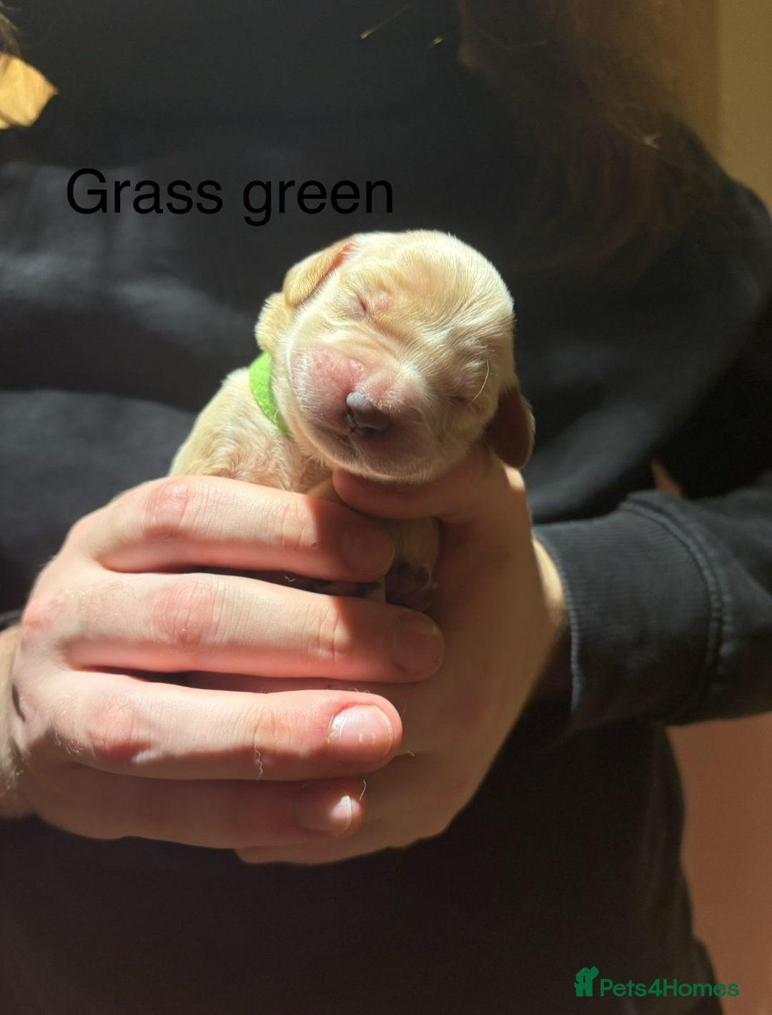 Golden Retriever dogs for sale: Golden Retriever Puppies for Sale - Image 16