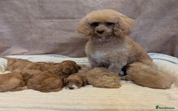 Cavapoo dogs for sale: Beautiful F1b cavapoo puppies health tested - Image 9
