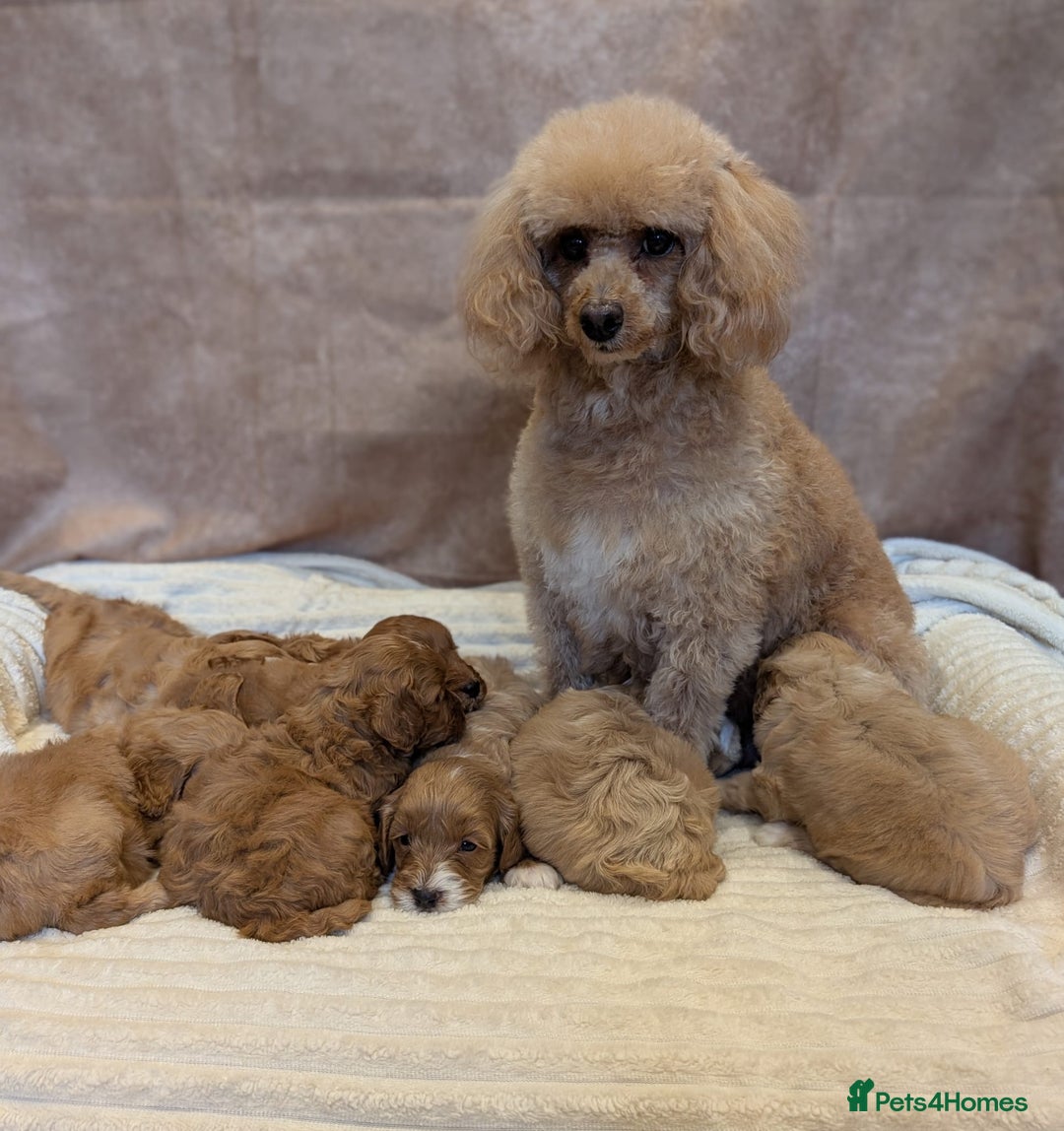 Cavapoo dogs for sale: Beautiful F1b cavapoo puppies health tested - Image 9