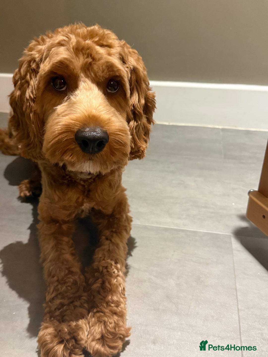 Cockapoo dogs for sale: Cockapoo 9 months old male - Advert 5