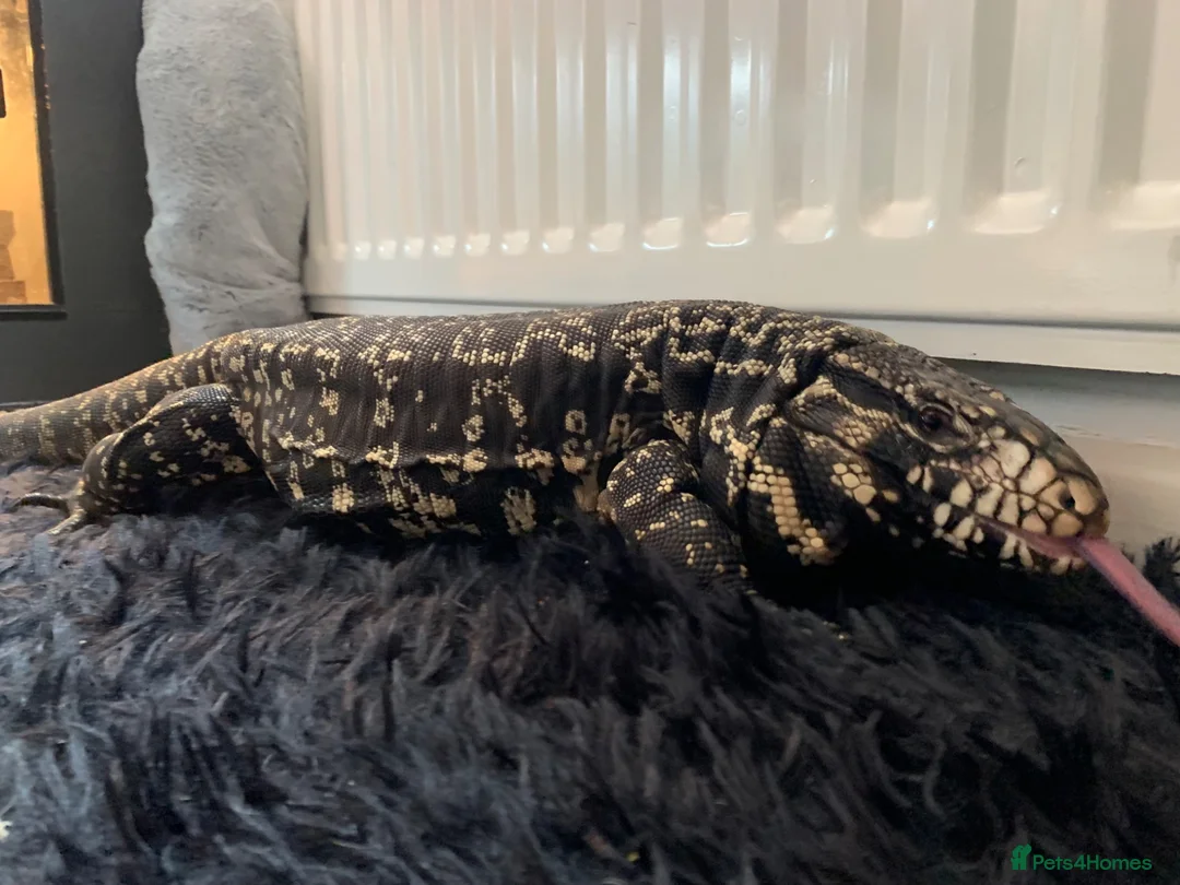 Lizard reptiles for sale: Tagu male  - Advert 2