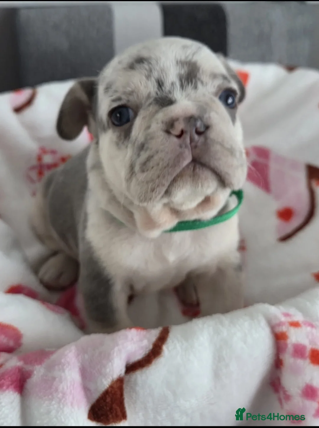 French Bulldog dogs for sale: Beautiful Frenchie puppies - Advert 24