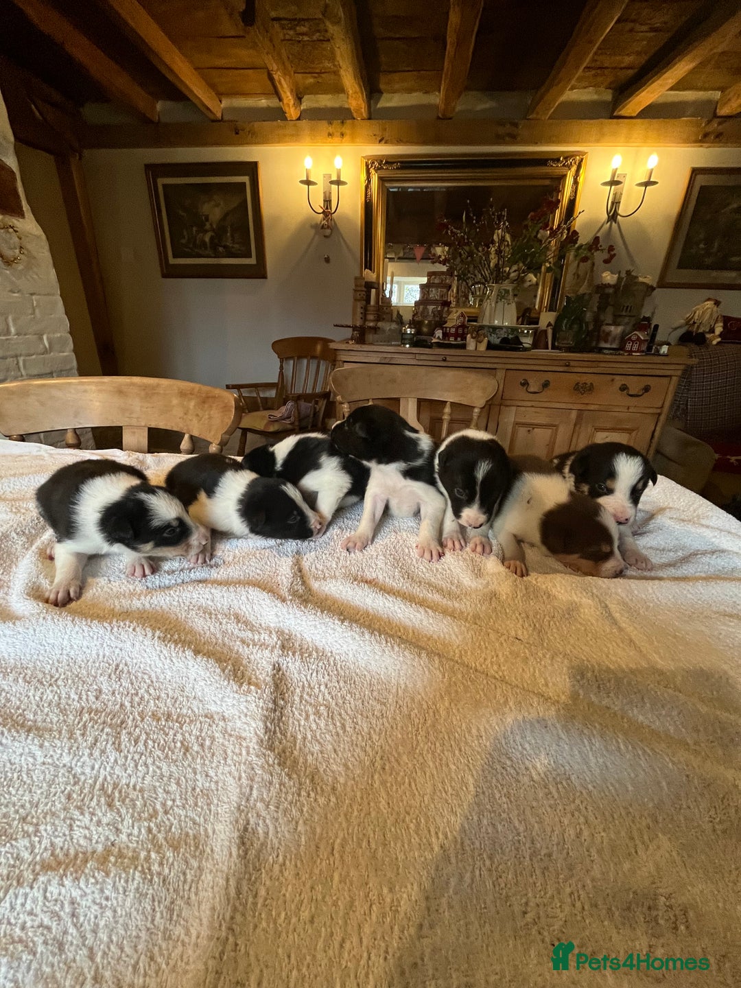 Border Collie dogs for sale: Border collie puppies for sale.  - Advert 3