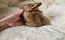 Netherland Dwarf rabbits for sale: Netherland Dwarf bunnies - Image 11