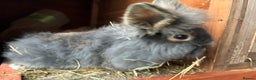 Lionhead rabbits for sale: Last 2 lionhead baby boys - Advert 17