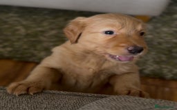 Labrador Retriever dogs for sale: Stunning Labrador Puppy's ( 4 girls, 3 boys ) - Image 27