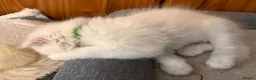 Ragdoll cats for sale: 🌟 Stunning half Ragdoll Kittens READY TO GO 🌟 - Advert 21