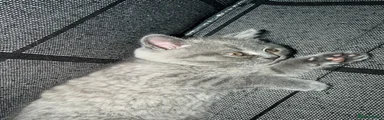 British Shorthair 2