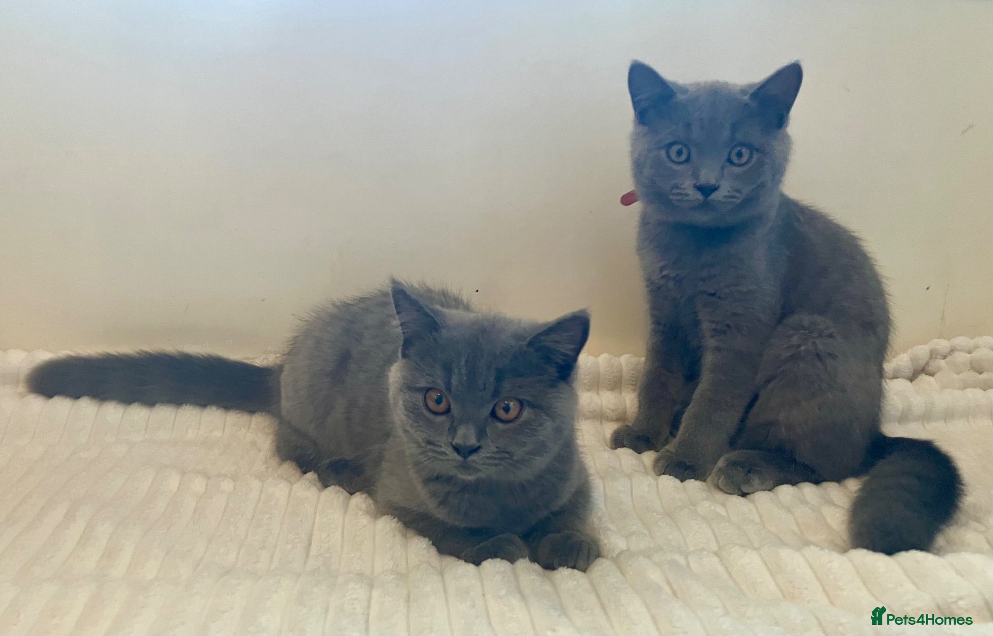 British Shorthair cats 💙 Blue British Shorthair 💙 - Advert 7