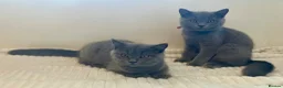 British Shorthair cats for sale: 💙 Blue British Shorthair 💙 - Advert 1