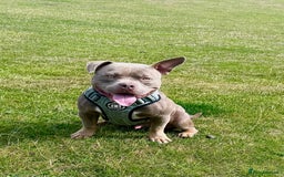 American Bully dogs for stud: American bully ready to be studded  - Image 3