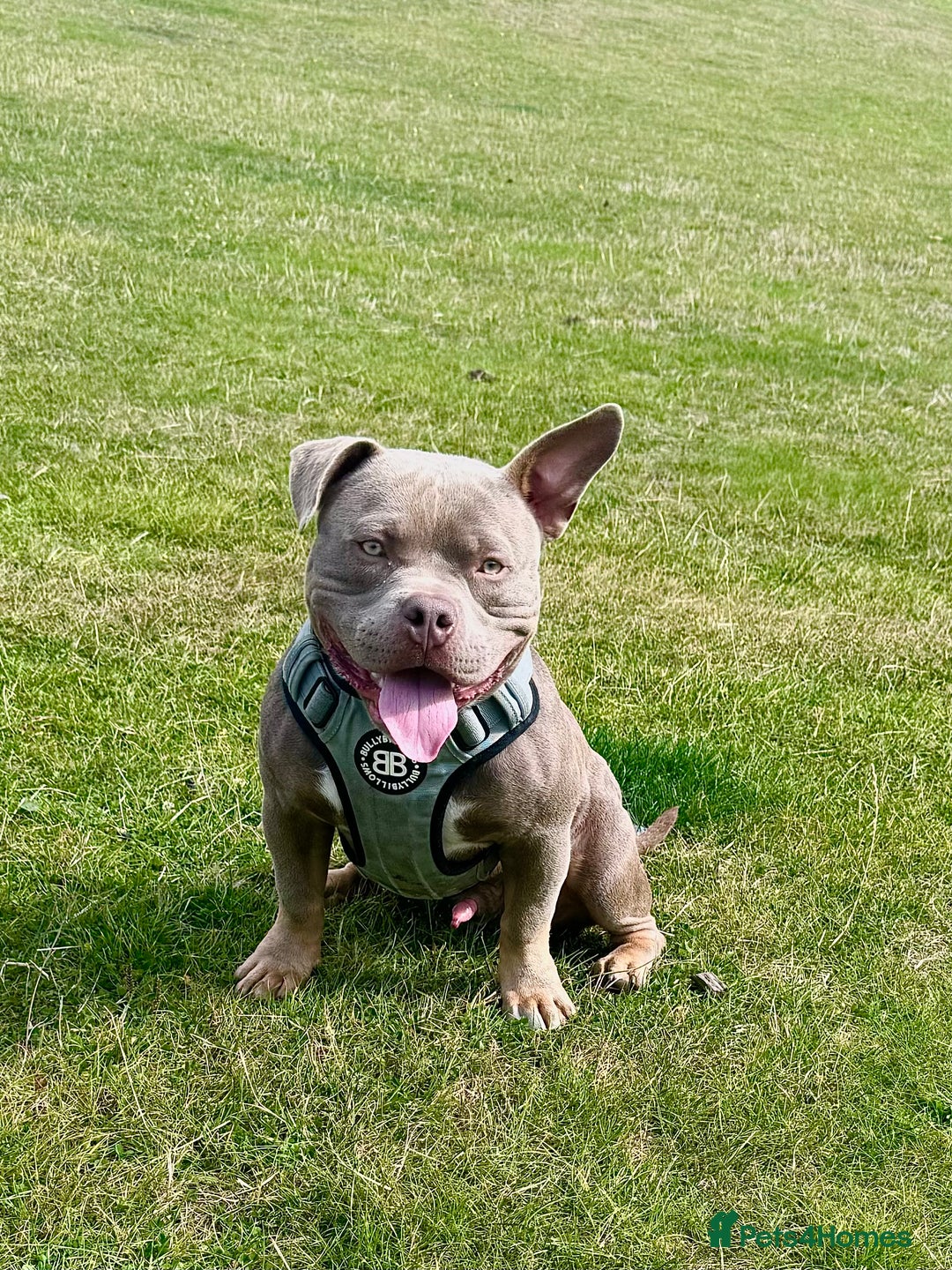 American Bully dogs for stud: American bully ready to be studded  - Image 3