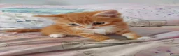 Mixed Breed cats for sale:  Beautiful fluffy playful kittens - Advert 13