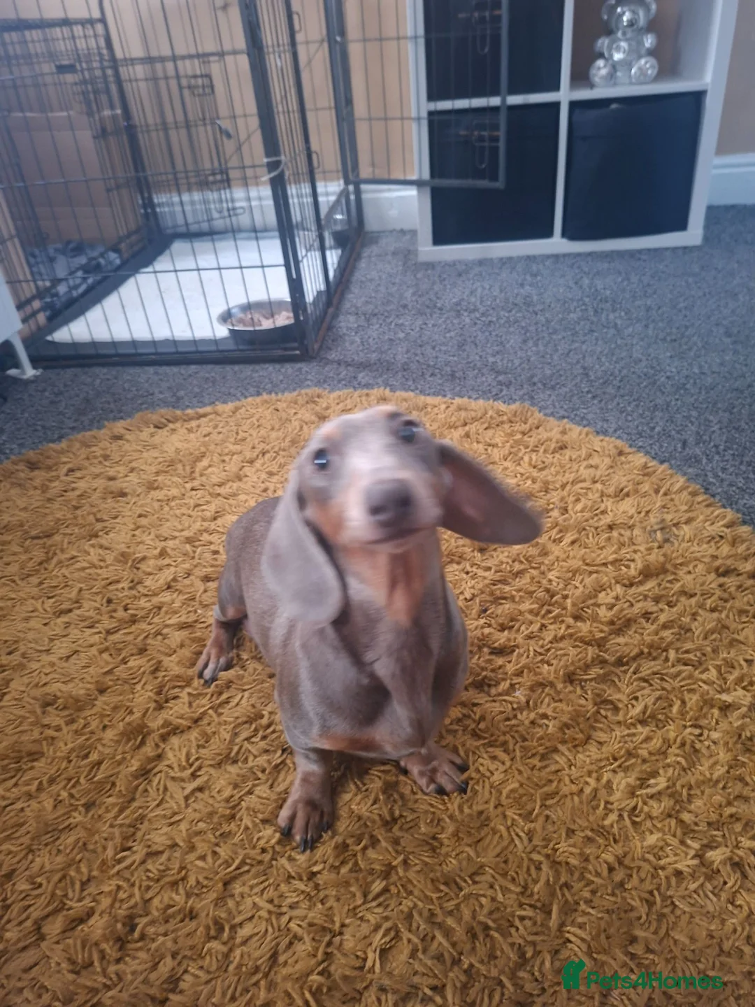 Miniature Dachshund dogs for sale: Minature daschund - Advert 14