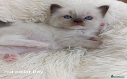Ragdoll cats for sale: Stunning Ragdolls kittens  - Image 12
