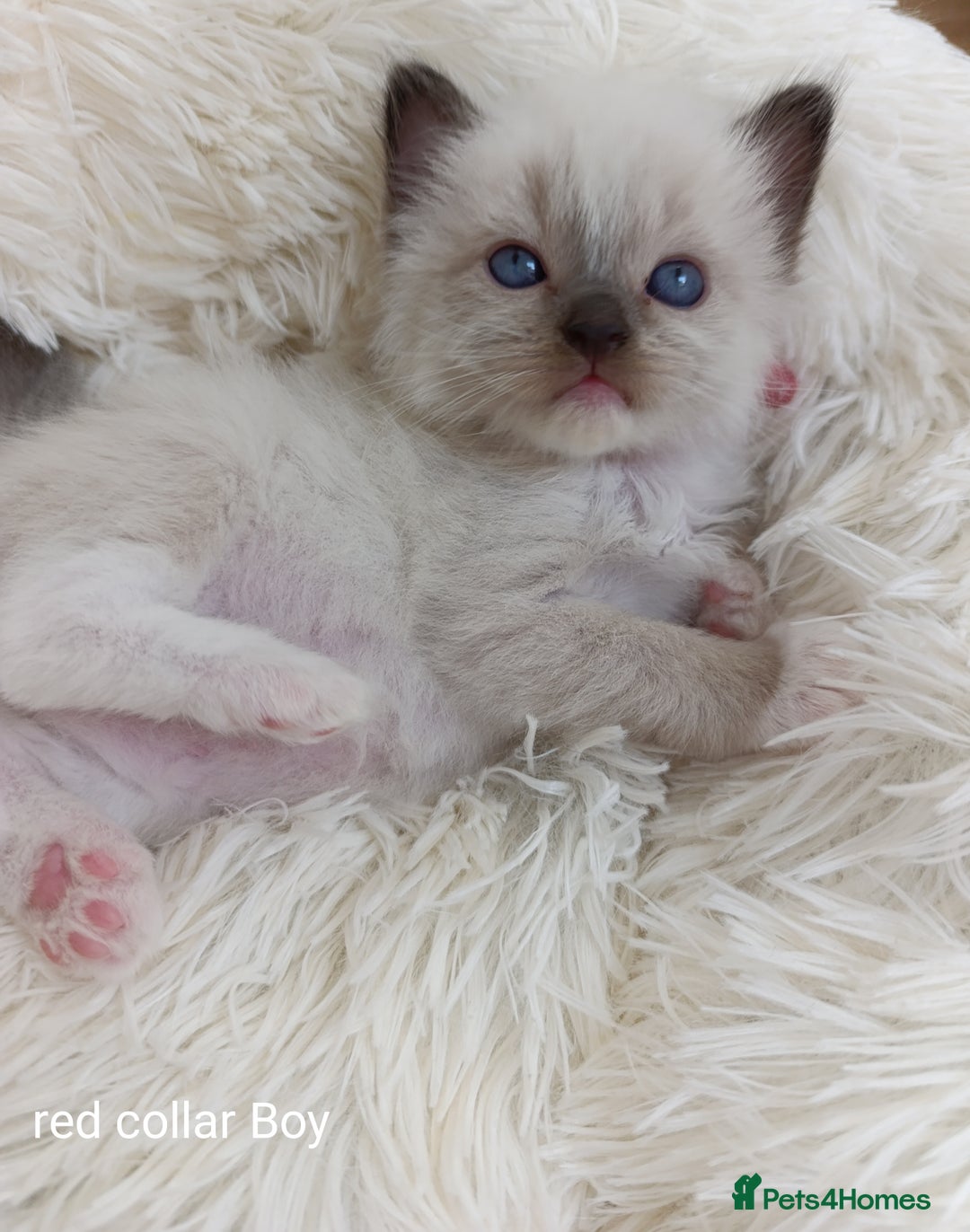 Ragdoll cats for sale: Stunning Ragdolls kittens  - Image 12