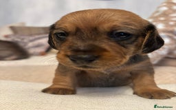 Dachshund dogs for sale: Tekel (wire haired dachshund) puppies for sale  - Image 3