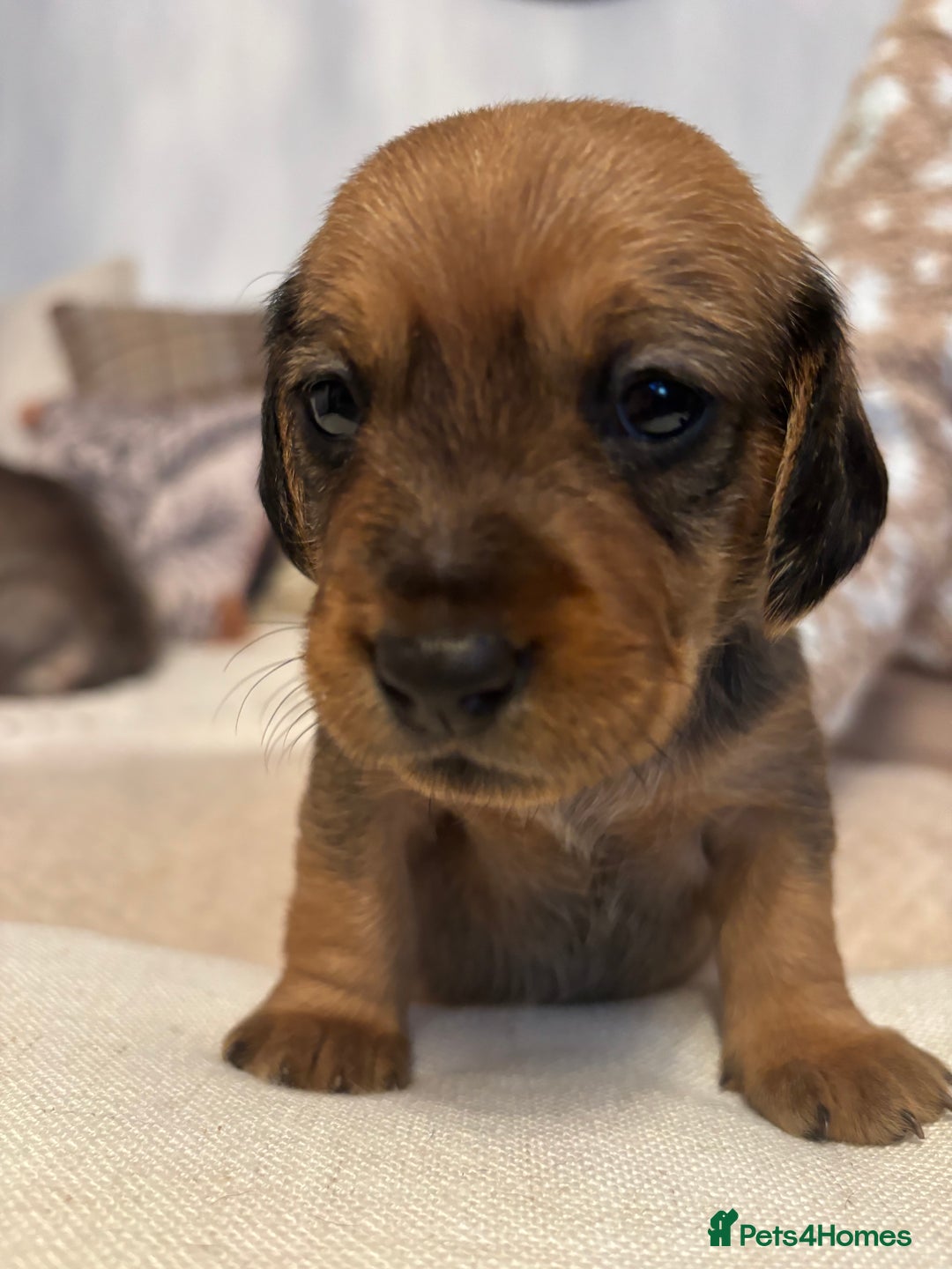 Dachshund dogs for sale: Tekel (wire haired dachshund) puppies for sale  - Image 3