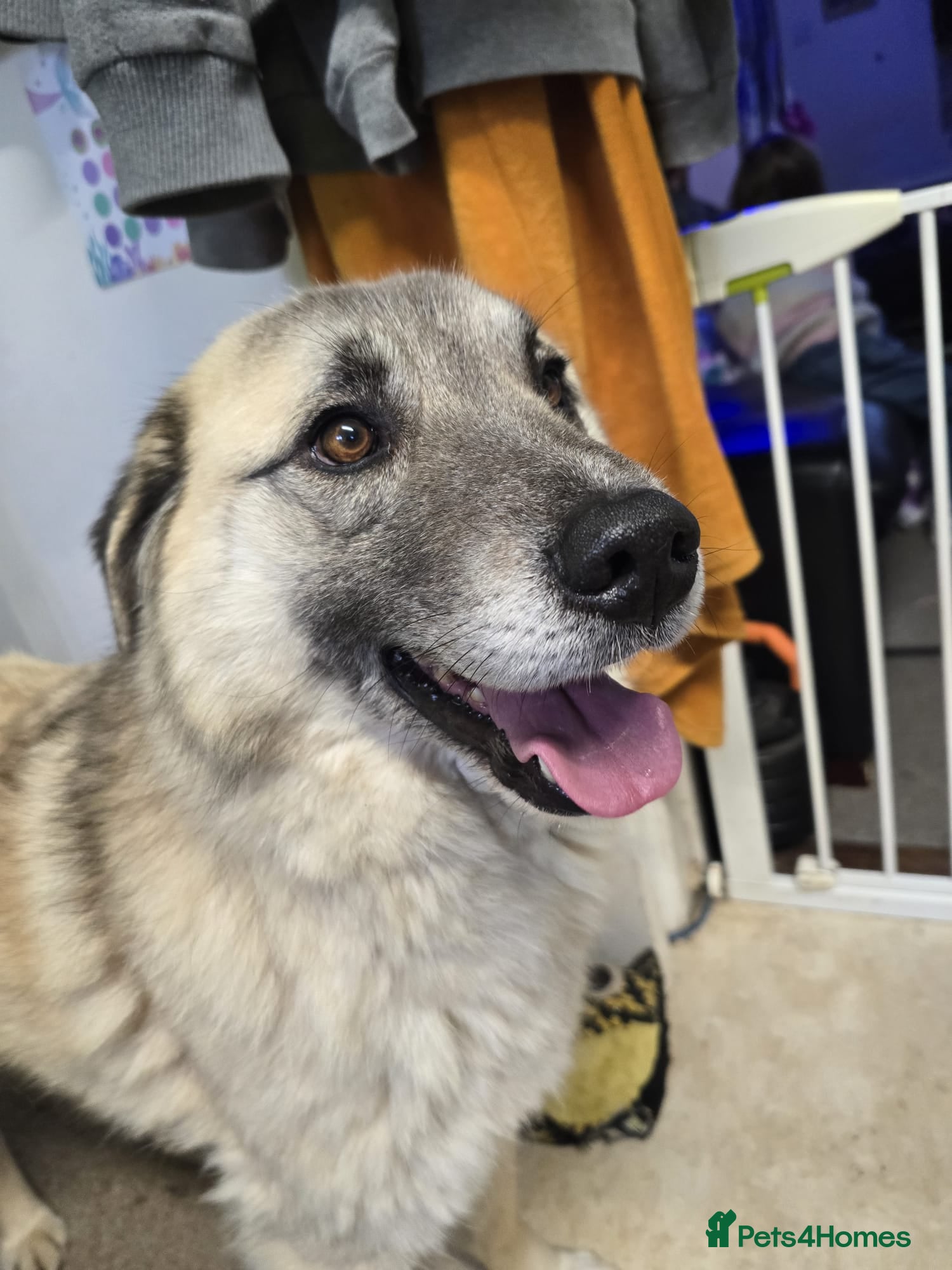 Mixed Breed dogs Handsome Adar - Advert 1