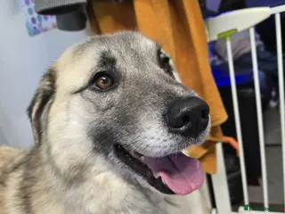 Mixed Breed dogs Handsome Adar - Advert 1