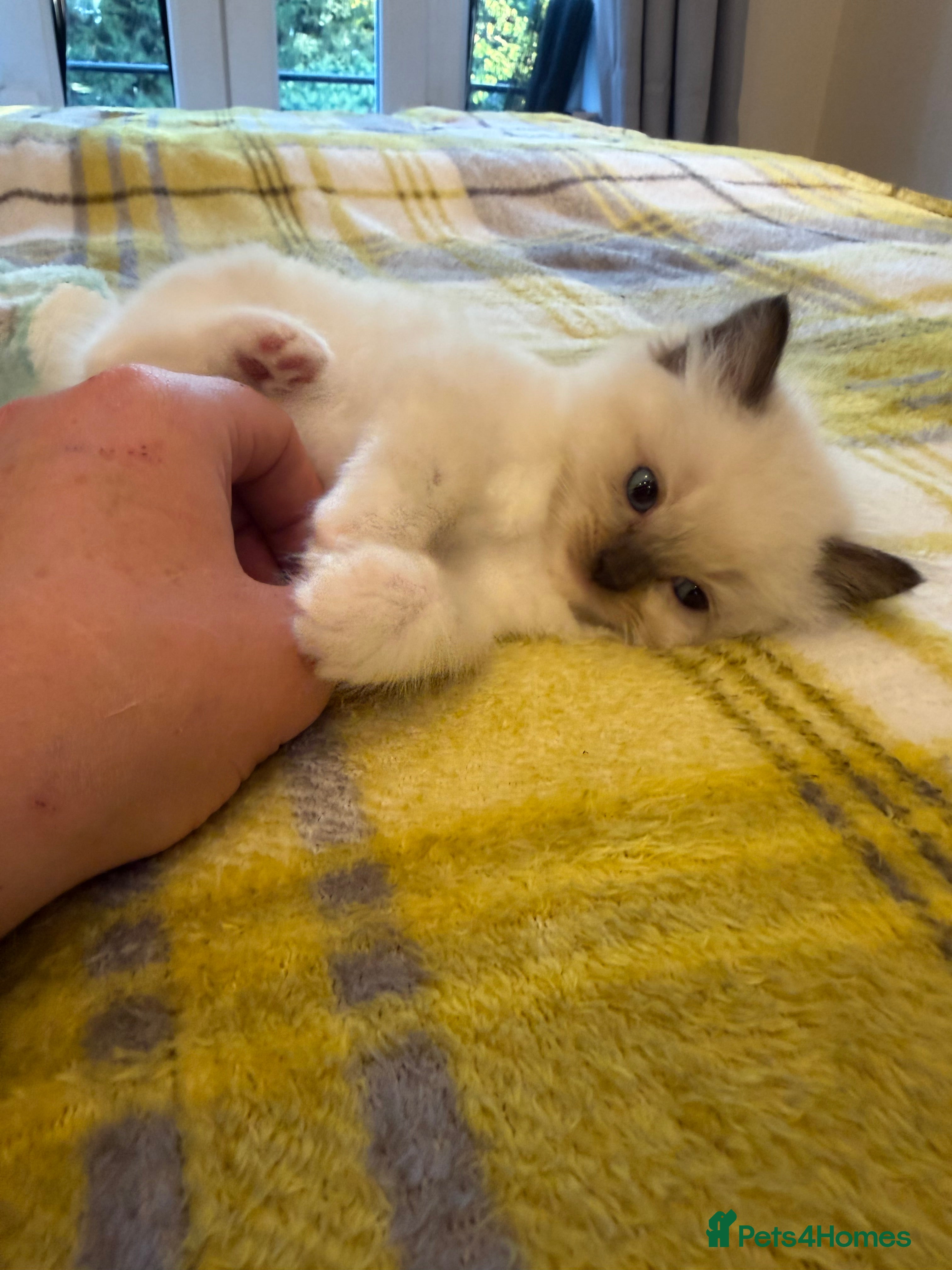 Ragdoll cats 🤍Last boy left , stunning Ragdoll boy🤍 - Advert 2