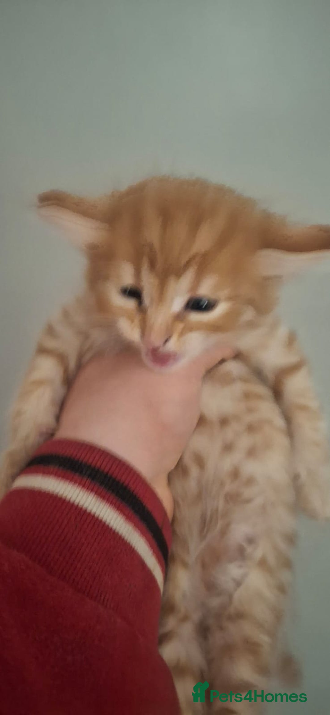 Mixed Breed cats for sale: 2 ginger and white males left  - Image 5