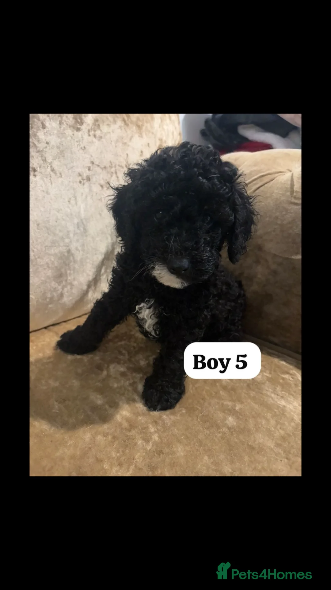 Miniature Poodle dogs for sale: Poodle puppies  - Advert 2