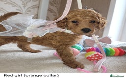 Cockapoo dogs for sale: Cockapoo F2 puppies 8 weeks old. - Image 4