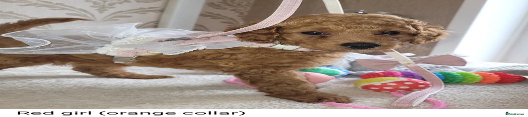 Cockapoo Puppy 5