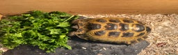 Tortoise reptiles for sale: Tortoise horsfield  - Advert 2