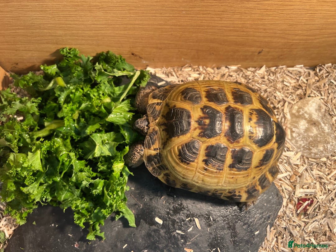 Tortoise reptiles for sale: Tortoise horsfield  - Advert 2