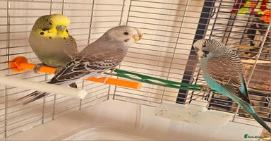 Budgerigars birds - Advert 4