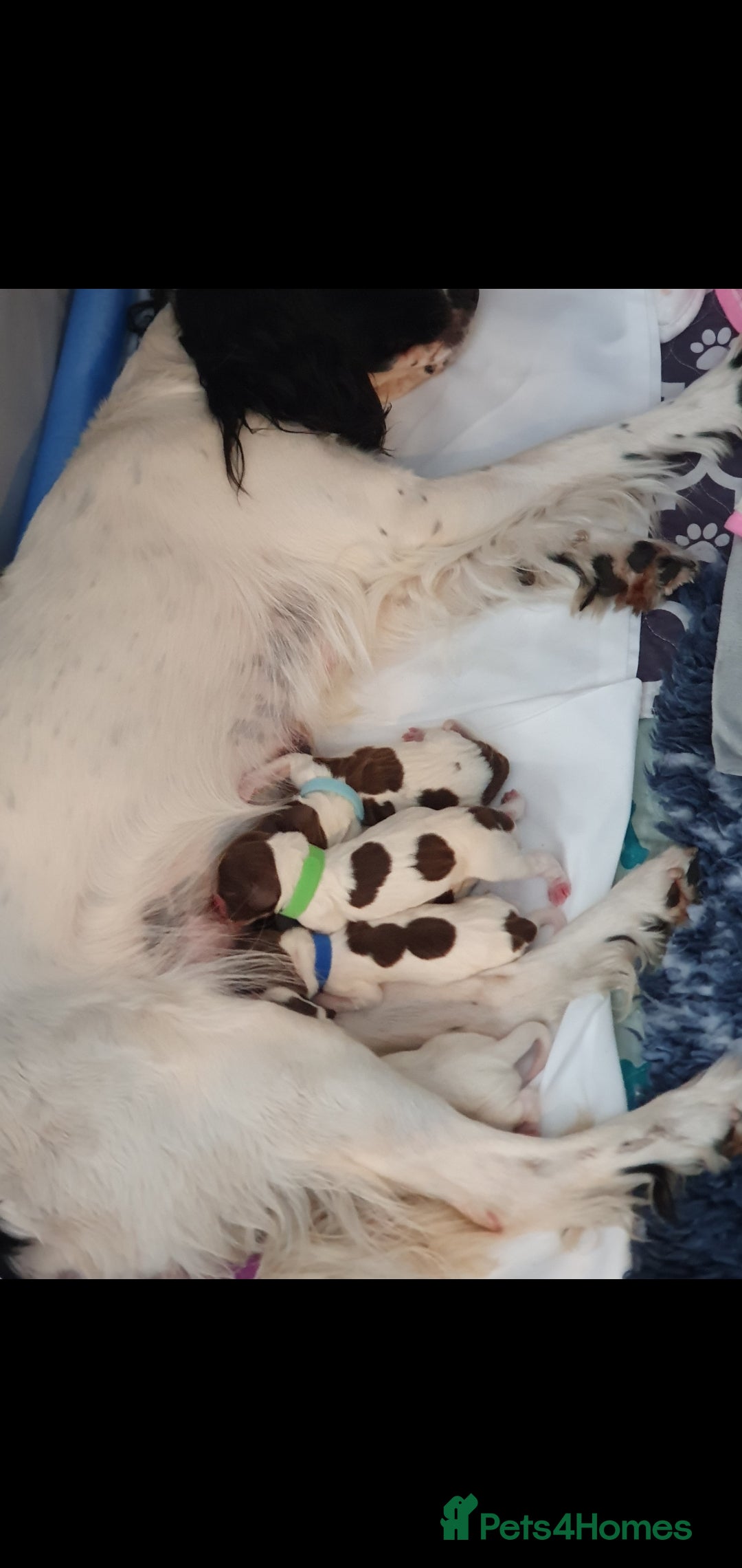 English Springer Spaniel dogs for sale: KC-ESS PUPPIES - DNA Health tested   - Image 6