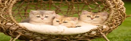 British Shorthair cats for sale: Blue Golden GCCF British Shorthair Kittens - Advert 10